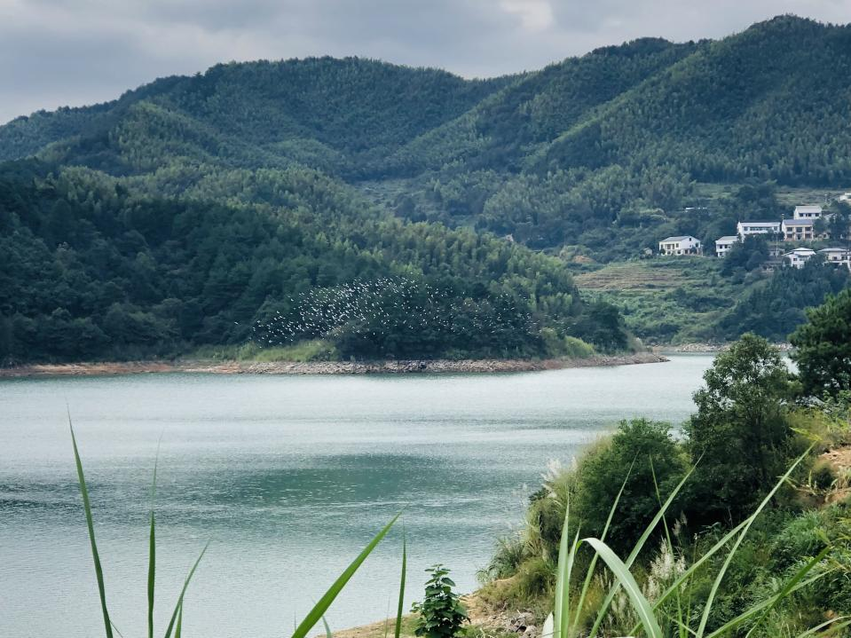 白鹭倚翠山